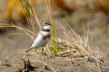 Female Double-banded Dotterel in Australasia