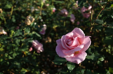 Faint Pink Flower of Rose 'Pink French Lace' in Full Bloom
