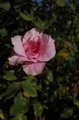 Faint Pink Flower of Rose 'Pink French Lace' in Full Bloom
