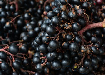 Black grapes are seedless, appetizing.