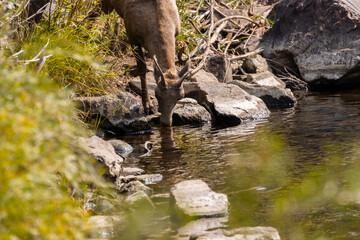Bighorn Sheep in Waterton Autumn