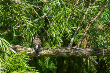 Red-vented Bulbul