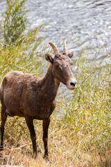 Bighorn Sheep in Waterton Autumn