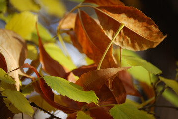 yellow autumn withering leaves in the city park