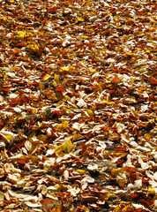 yellow autumn withering leaves in the city park
