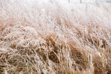 The dry tall grass is covered with frost against the background of fog. Field of withered grass. Natural autumn background.