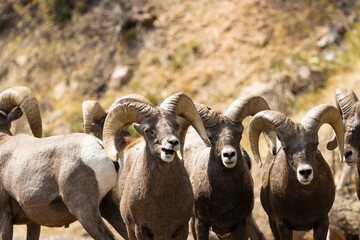 Fototapeta premium Bighorn Sheep in Waterton Autumn