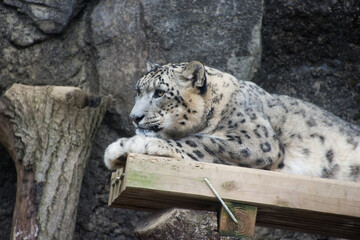 ユキヒョウ