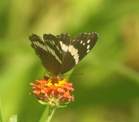 Tropical buttefly on a flower in Costa Rica
