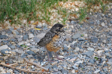 baby robin