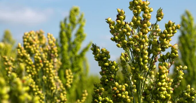 green milo sorghum heads stalks close up