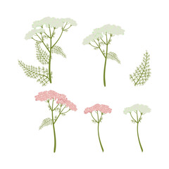 Vector illustration of medicinal yarrow © Nadezhda