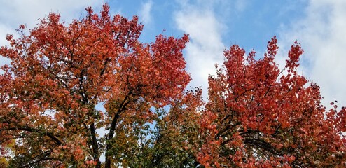 Fototapeta na wymiar Leaves changing in the fall.
