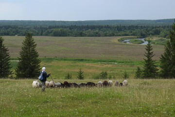 Woman shepherd grazes sheep and goats in the meadow