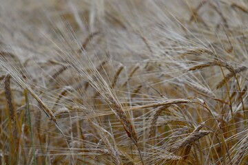 Fototapeta premium Ripe ears of wheat with drooping inflorescences