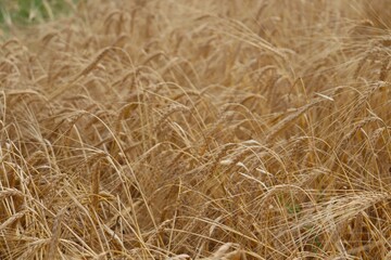 Ripe ears of wheat with drooping inflorescences
