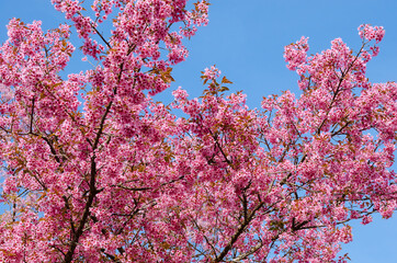 The Pink Cherry Blossom is Blooming.