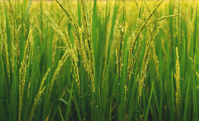 Rice in the field is waiting for harvest. Natural food background concept.