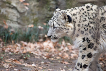 Naklejka premium 雪豹の子供