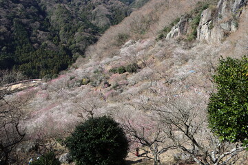 湯河原・幕山公園の梅林