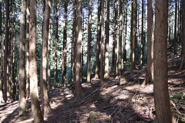 Fototapeta premium 植林された杉の木