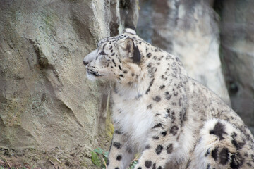 Obraz premium 雪豹の子供