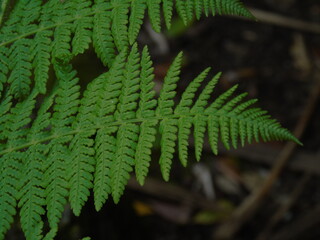 fern leaves