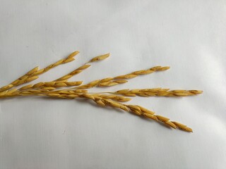 Rice grains on a white background