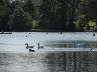ducks on the lake