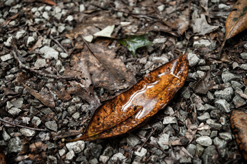 Fallen Magnolia Leaf Upturned Collecting Water on a Gravel Path