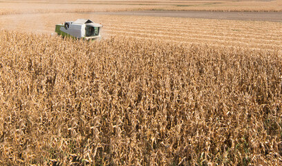 Combine harvester working in a corn field