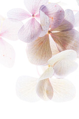 Fototapeta na wymiar pink hydrangea on the white background