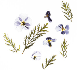 Obraz premium dried flowers on the white background