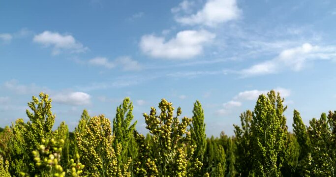 green milo sorghum tops reach for a beautiful blue sky