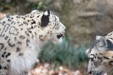 Obraz premium 雪豹の子供