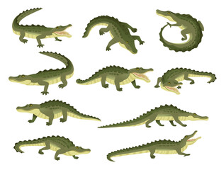 Set of green crocodile character big carnivore reptile cartoon animal design flat vector illustration isolated on white background - obrazy, fototapety, plakaty