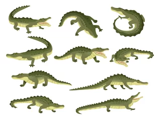 Fotobehang Set of green crocodile character big carnivore reptile cartoon animal design flat vector illustration isolated on white background © An-Maler