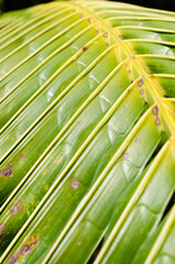 Coconut Leaf in Soft Focus for Close up to Detail.