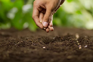 Foto op Plexiglas Hand of Expert farmer sowing seeds of vegetable and legumes on loosing soil at nursery farm. © piyaset