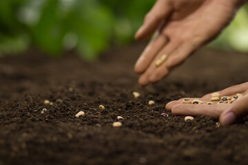 Hand of farmer sowing a seeds of legumes on loosing soil at vegetable garden