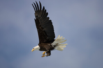 Bald Eagle in Flight, Alaska