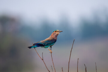 Indian Roller bird perched on a branch