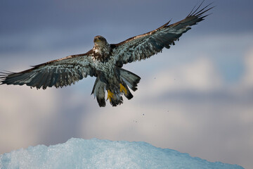 Bald Eagle and Iceberg, Alaska
