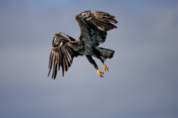 Bald Eagle in Flight, Alaska