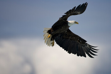 Obraz premium Bald Eagle in Flight, Alaska