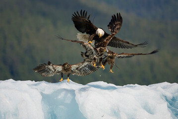 Bald Eagle Fighting on Iceberg, Alaska