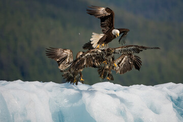 Bald Eagles Fighting on Iceberg, Alaska