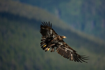Bald Eagle in Flight, Alaska