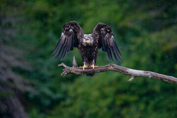 Bald Eagle in Rain, Alaska