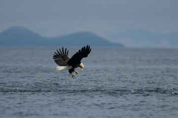 Bald Eagle Catching Herring, Alaska